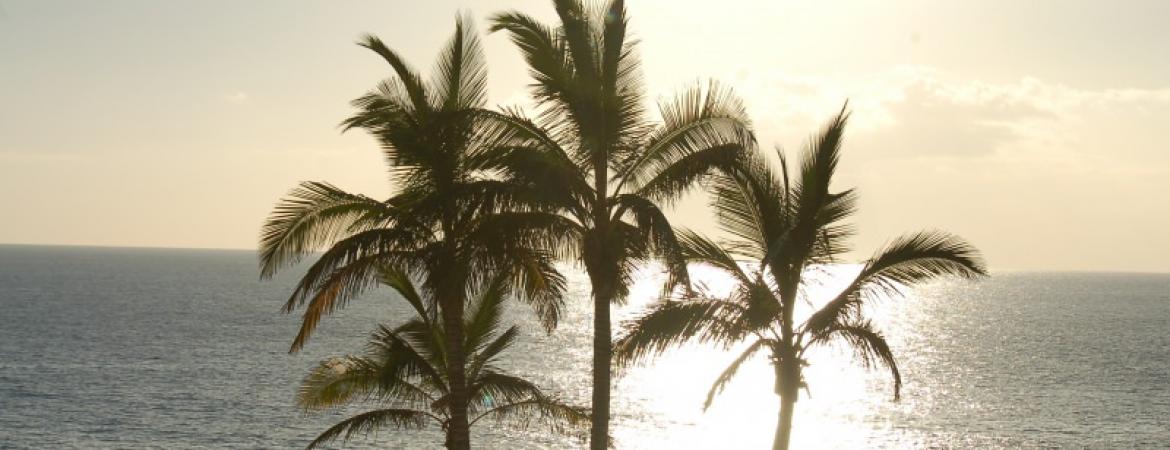 Palmy nad morzem